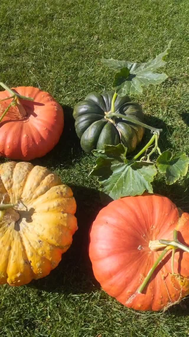 Rentrer l'automne dans la maison et profiter de l'esthétique de la soupe avant sa cuisson. 
Les petites citrouilles sont à retrouver sur www.augustpremier.fr

#citrouille #augustpremier #automne #autumn #countrylife #jecyltivecequejemange #frenchantiques #decoration
